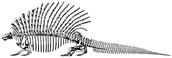 Edaphosaurus_pogonias